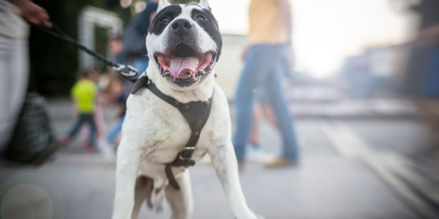 What To Do When A Pit Bull Pulls on A Leash SPARK PAWS