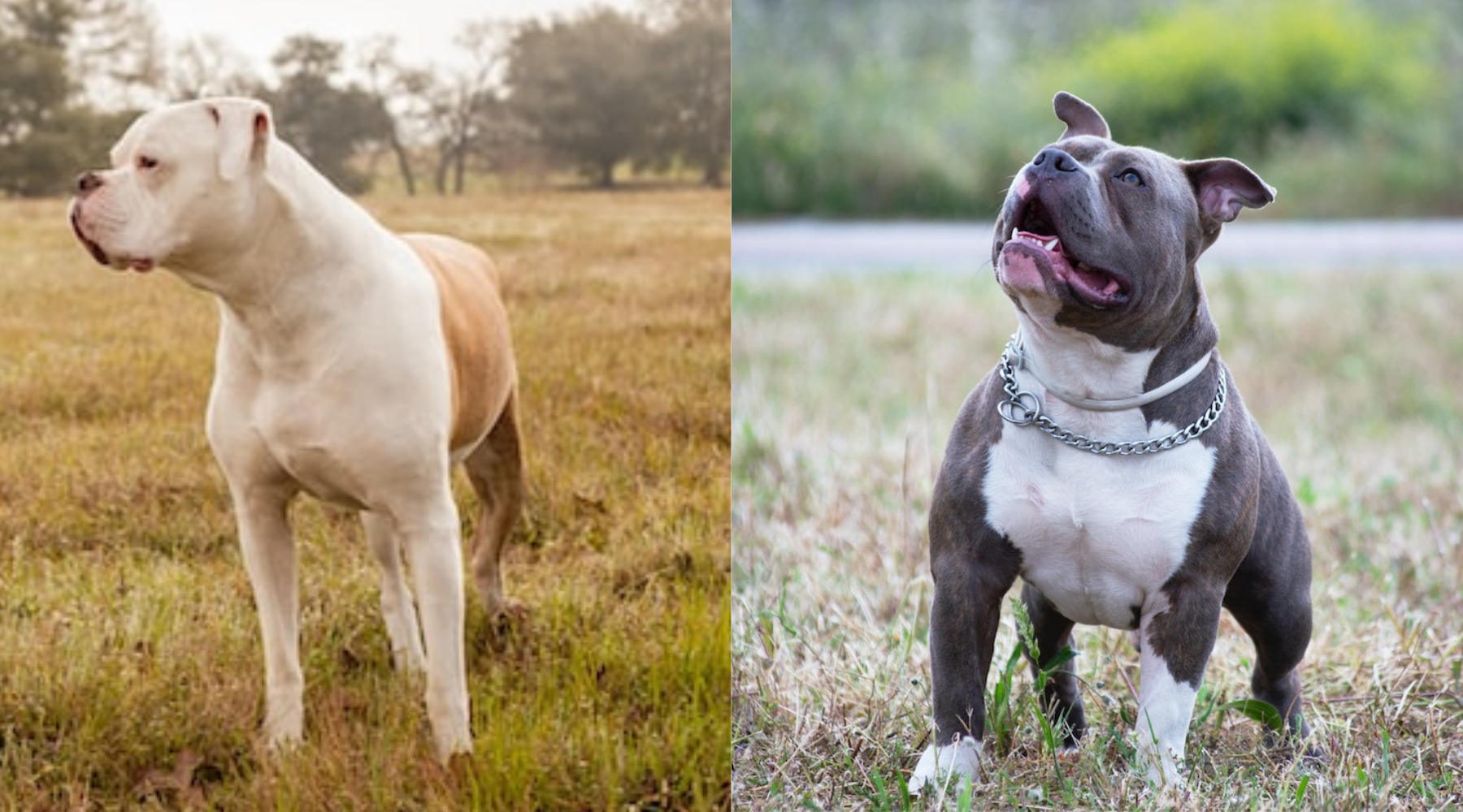 are pitbull and bulldog the same?