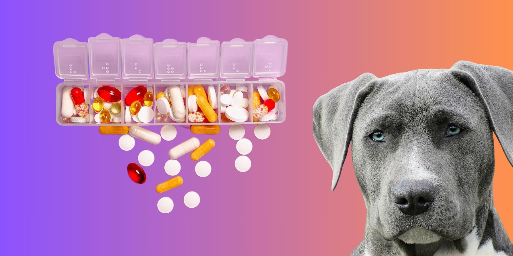 Best vitamins for pitbulls best sale