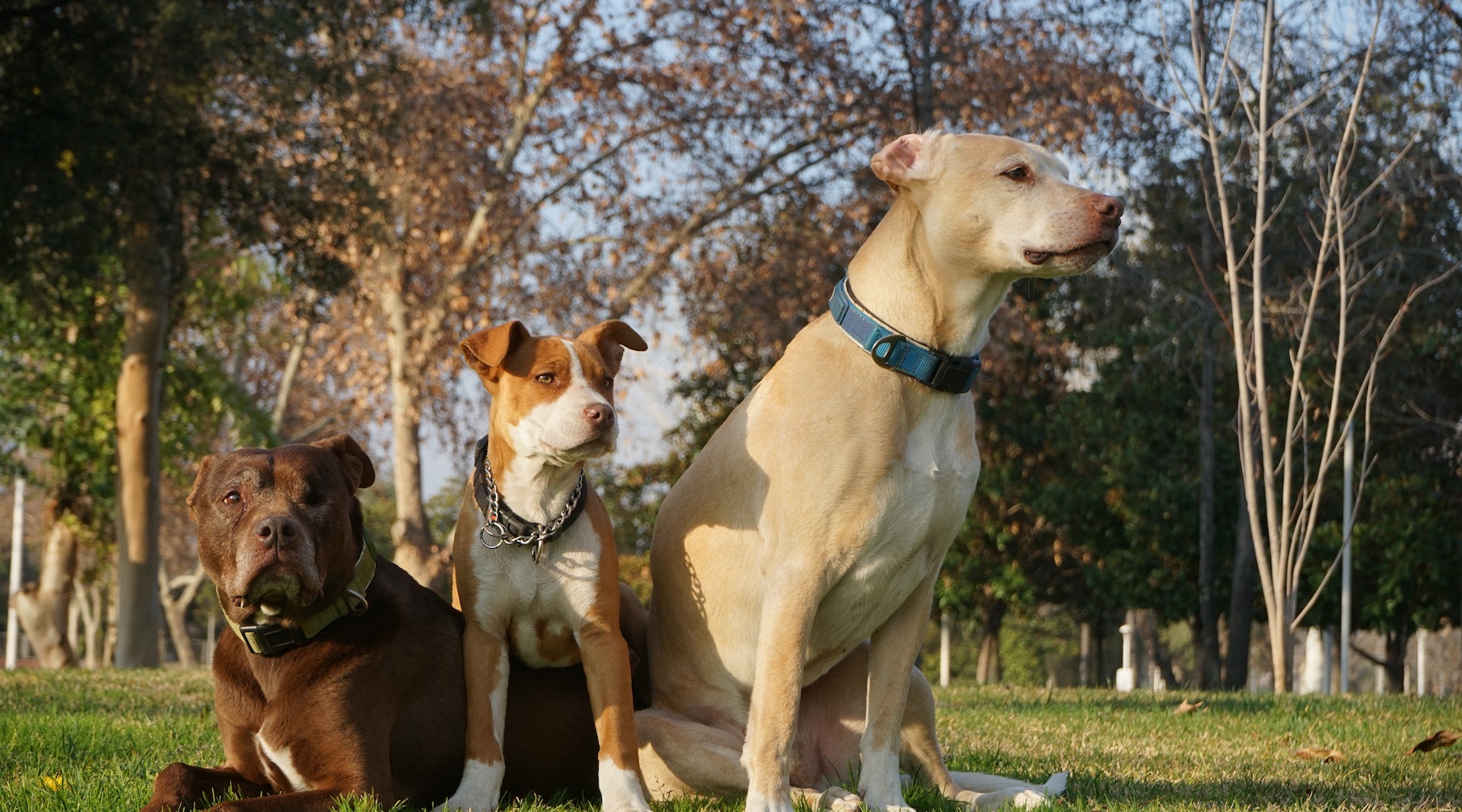 can you raise a pitbull with other dogs? 2