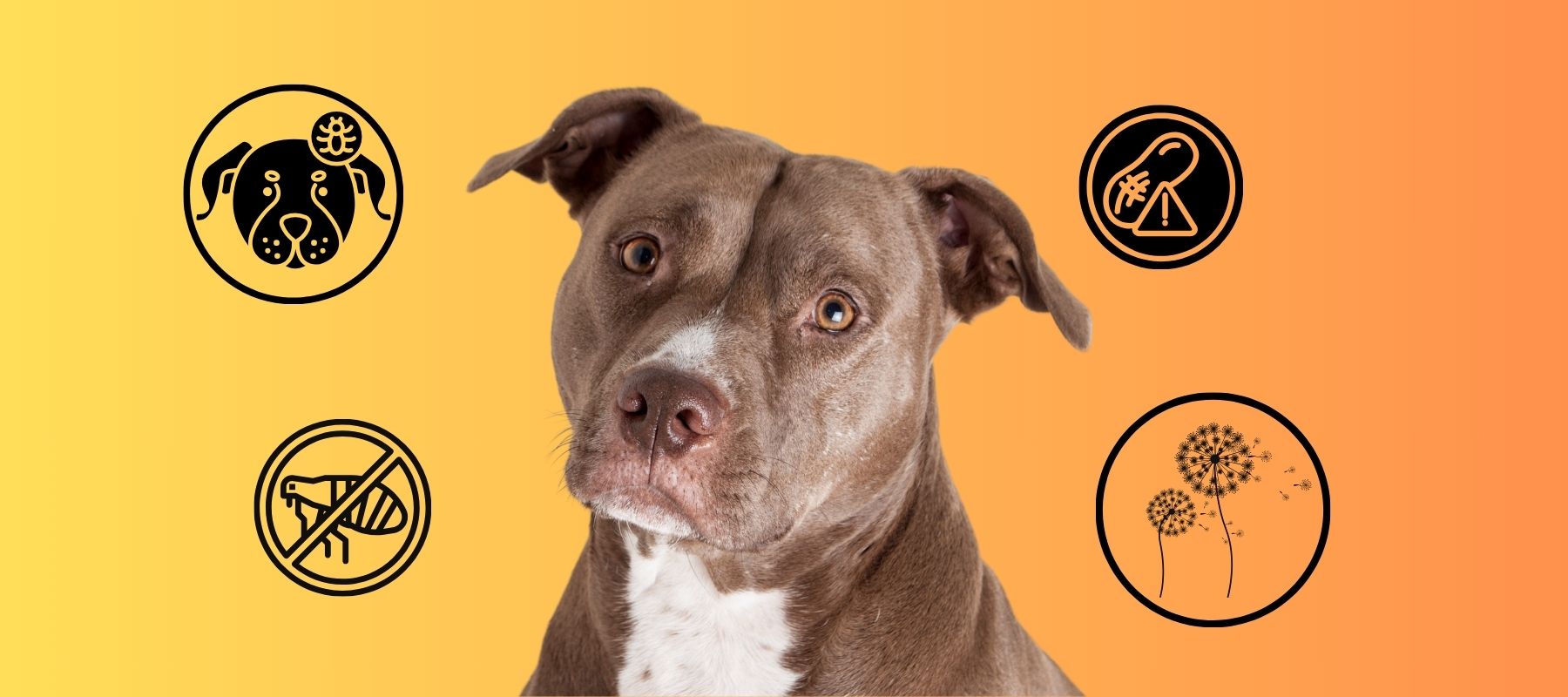 bumps-on-your-pitbull-s-skin-we-re-here-to-help-spark-paws