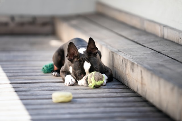 Does anyone know what kind of toys to buy for a Frenchie with the sharpest  teeth in the world? (Aka he breaks all his toys within a few days) :  r/Frenchbulldogs