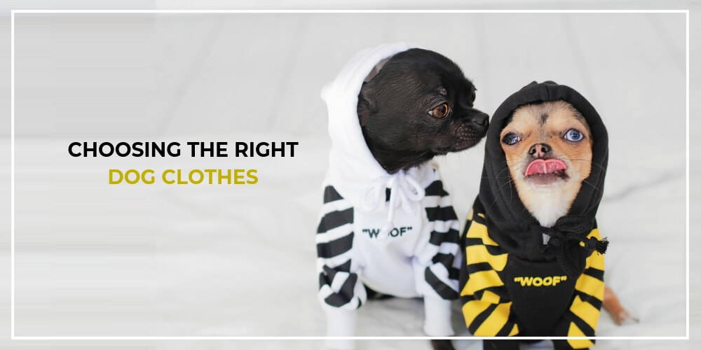 Points To Remember When Buying Designer Clothes For Your Dog