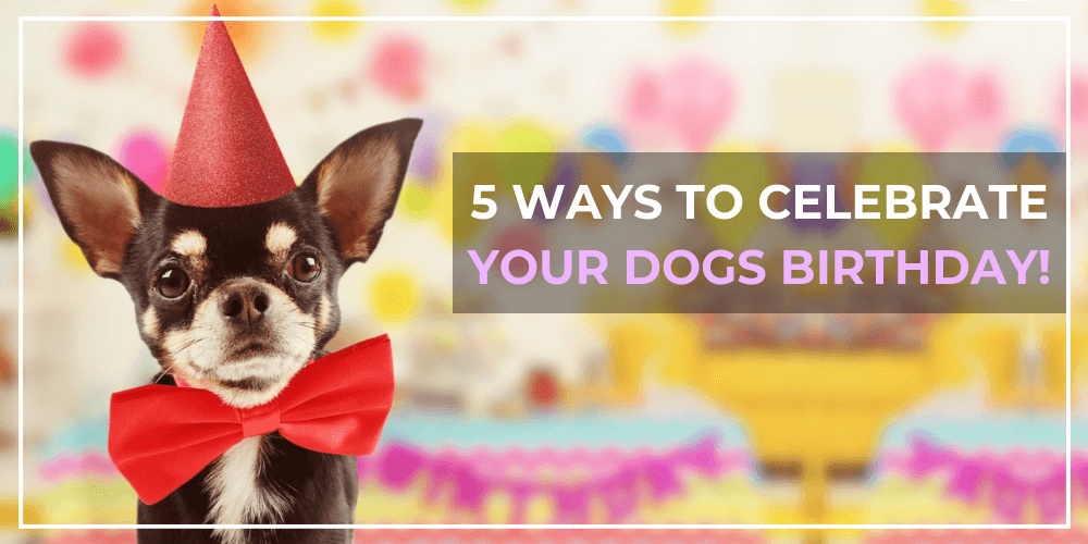 Dog Birthday Celebration Ideas – SPARK PAWS