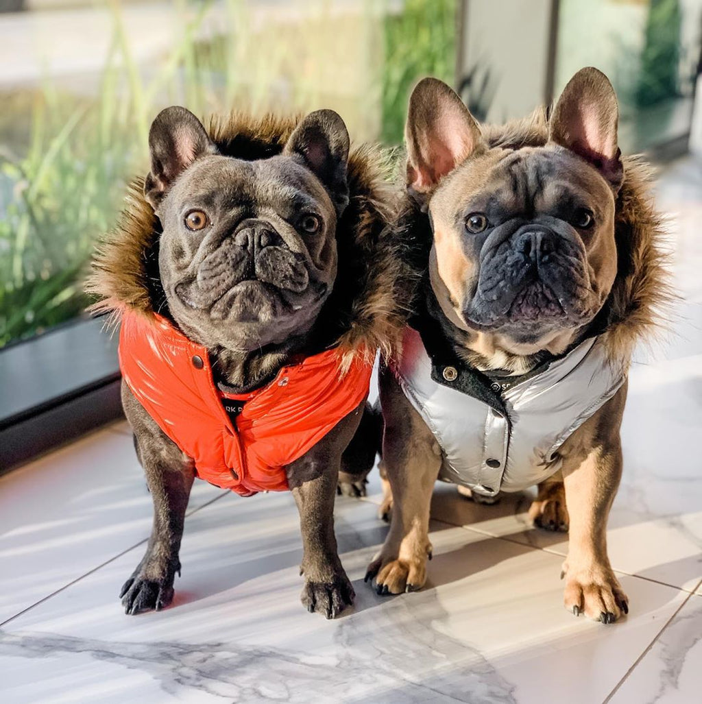 French hot sale bulldog parka