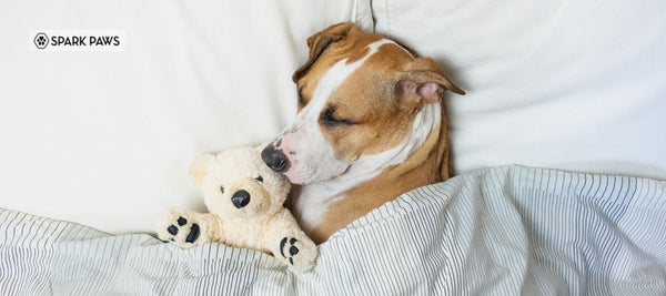 How To Make Your Dog Sleep Instantly