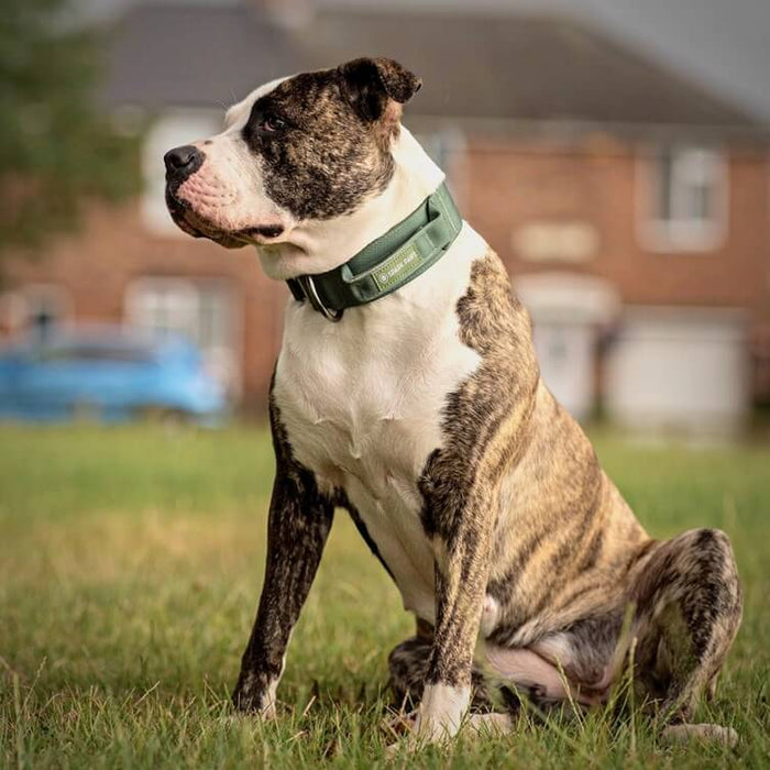 7 Best Types of Dog Collars for Bully Breeds SPARK PAWS