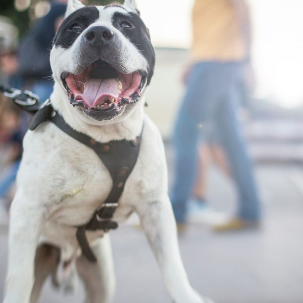 Pitbull 2024 leash training