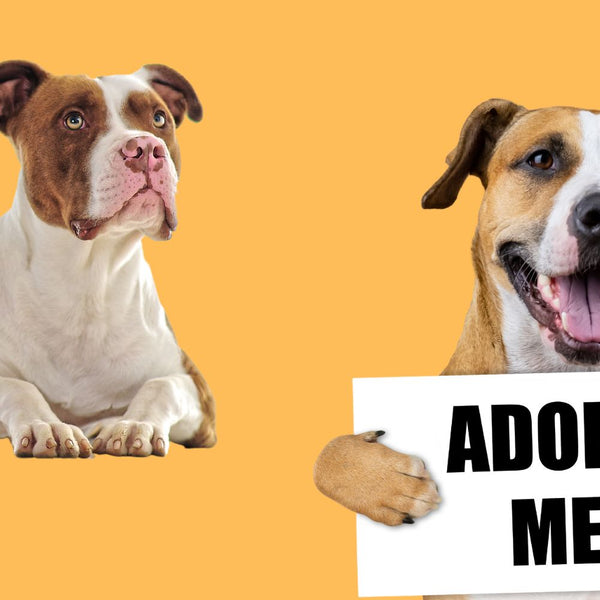 Pitbull vs. Staffordshire Terrier - The Main differences – SPARK PAWS