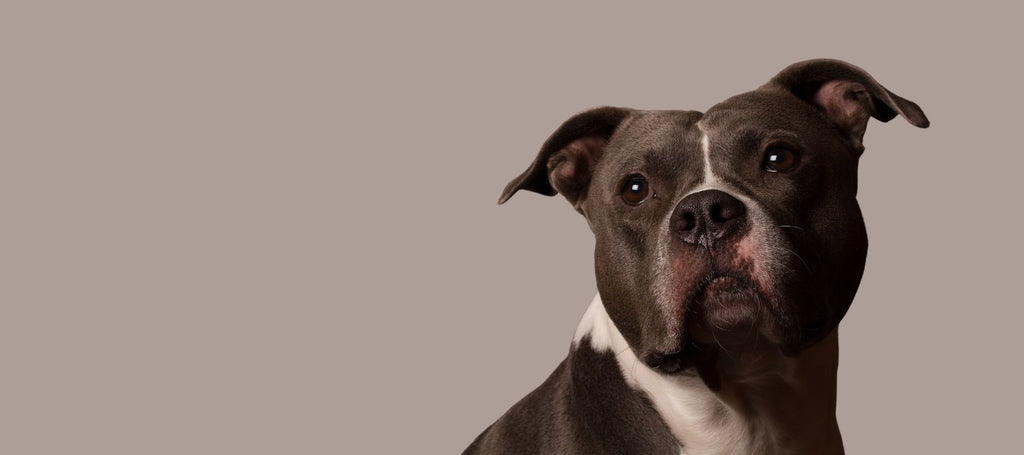 Dangerous dog breeds: Why are pit bull-like dogs controversial? - Vox