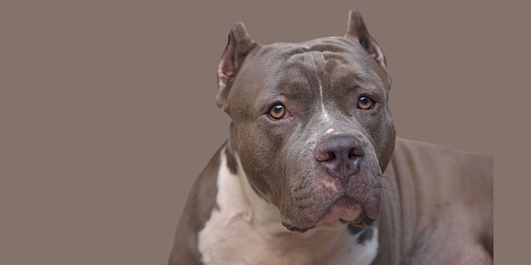 Are Pitbulls Naturally Aggressive? An Informative Guide For Potential ...