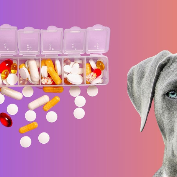 Pit Bull Vitamins All you need to know SPARK PAWS