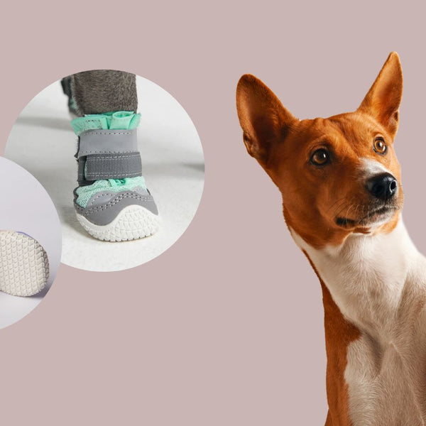 Grip shoes hot sale for dogs