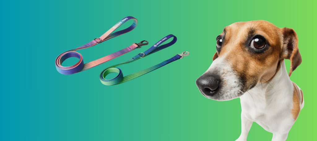 My dog bites the leash best sale