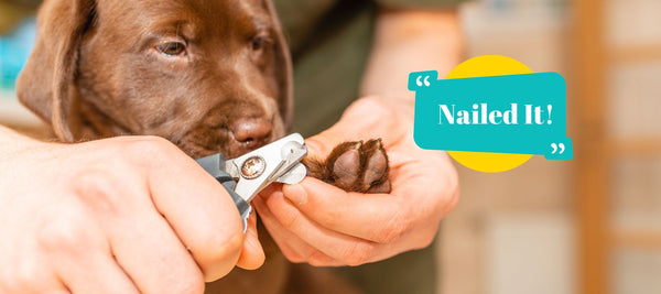 Dog Nail Care: A Guide to Stress-Free Nail Trimming