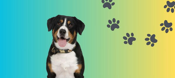 Why is My Dog Walking in Circles? Understanding Your Furry Friend's Behavior