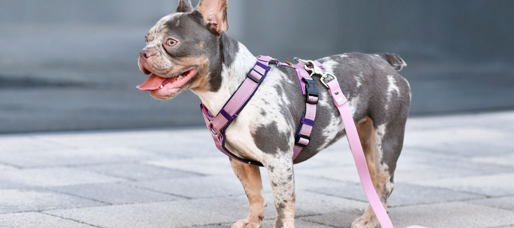 How to put on ikea dog harness hotsell