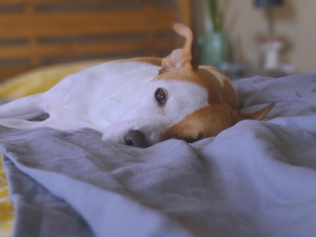 Pitbull snoring store