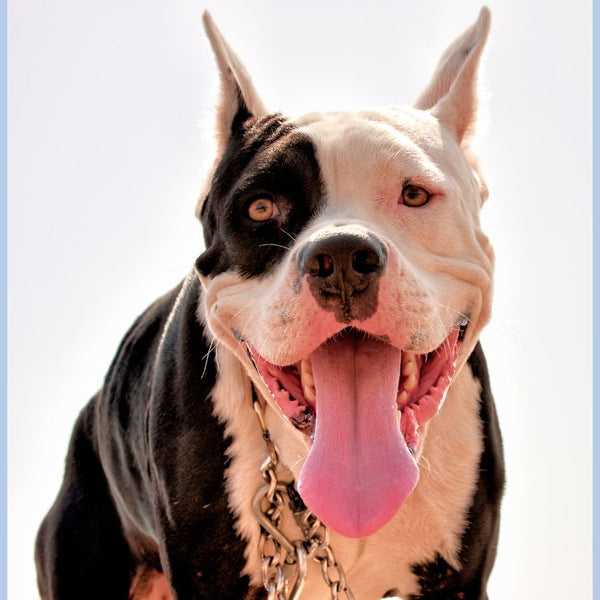 Fact or Fiction: Is It Really Possible For Pit Bulls to Lock Their 