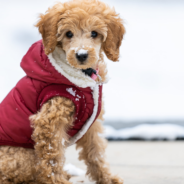 Shed proof cheap dog clothes