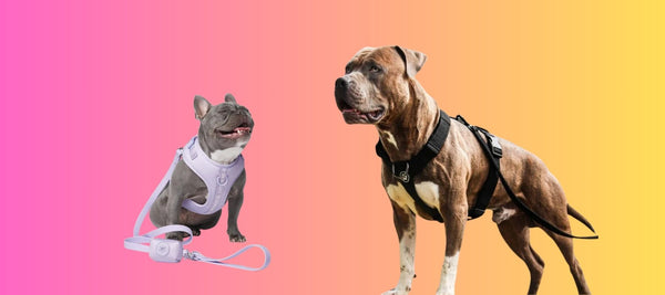 Understanding The Different Types of Dog Harnesses