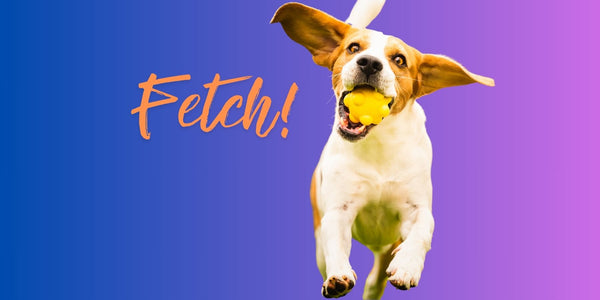 Why Do Dogs Like Fetch? Unleashing the Joy Behind the Chase