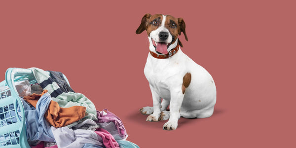 Why Does My Dog Lay on My Clothes? Understanding Your Pup's Cozy Habits