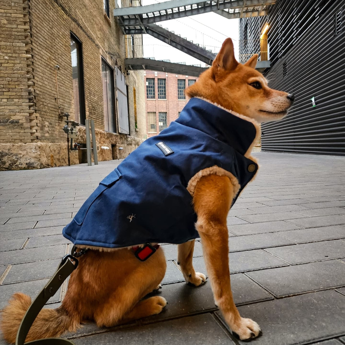 Fashion dog rain jackets