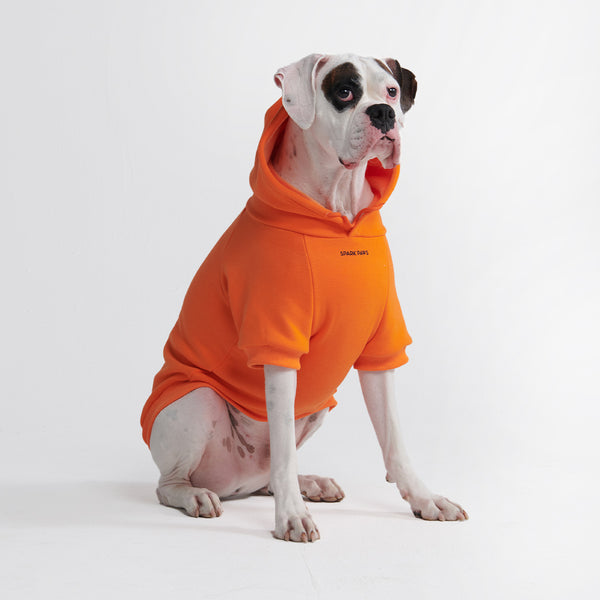 dogs wearing clothes