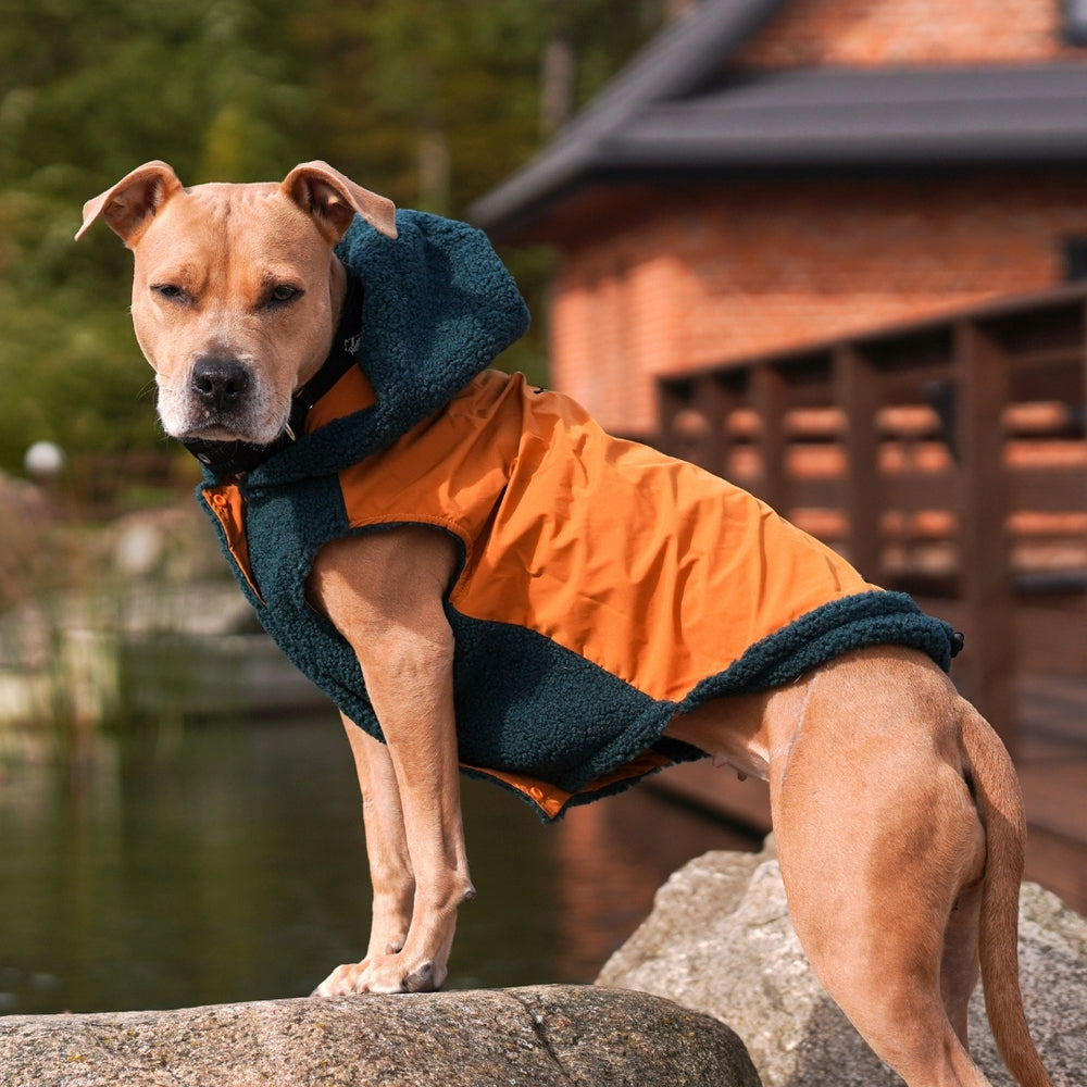 Small shops dog winter coats