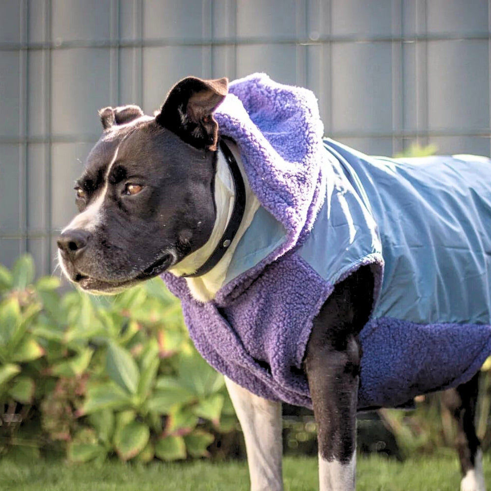 Puffer coat dog best sale