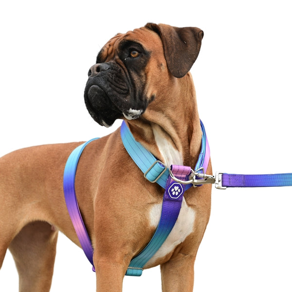 Comfort Control No-Pull Dog Harness - 90s Retro