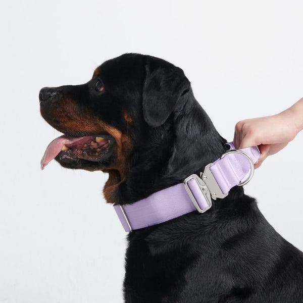 Comfort Control Collar - Lilac