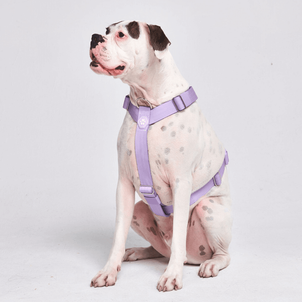 Comfort Control™ No-Pull Dog Harness - Lilac