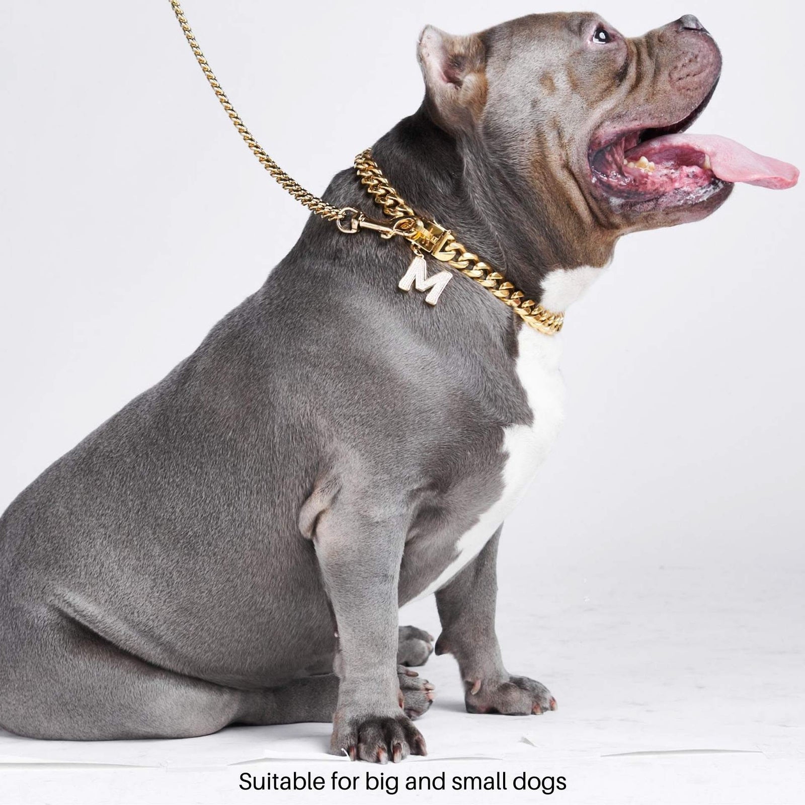 Gold chain puppy collar hotsell