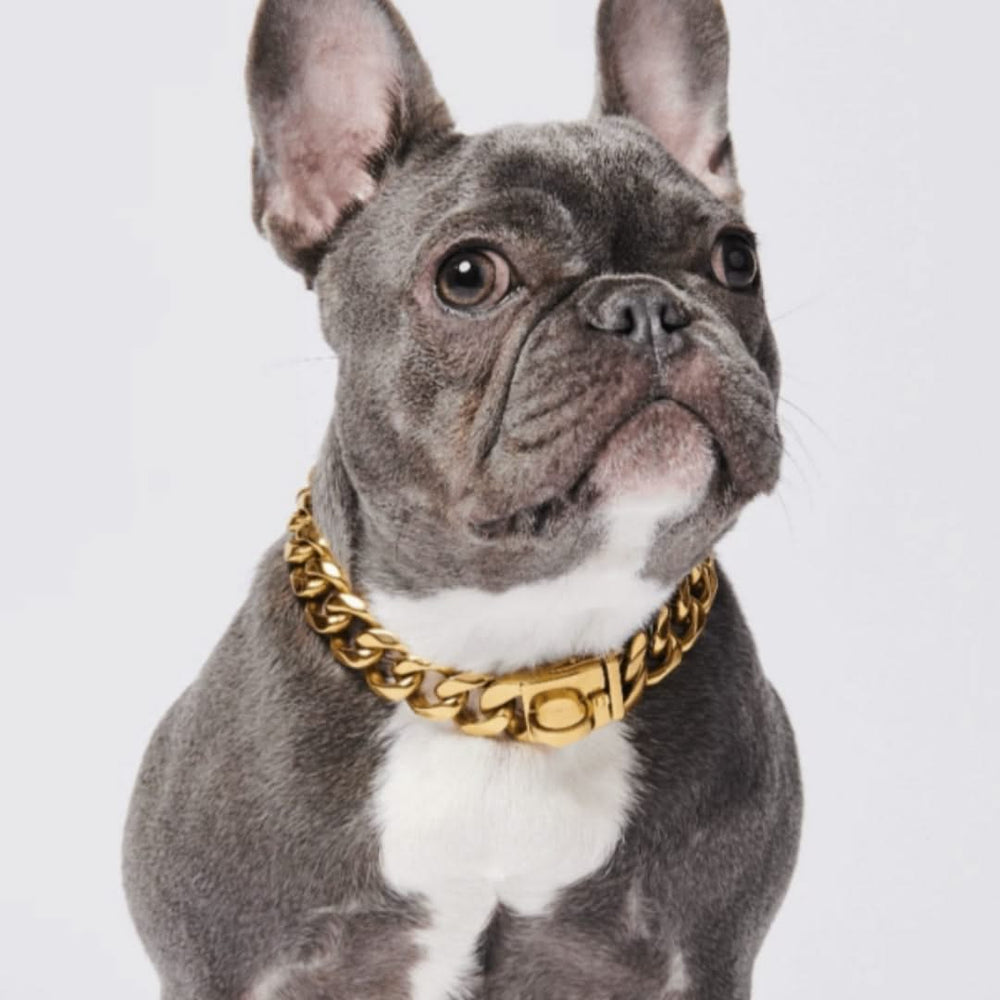 Chain dog collar with fashion clasp