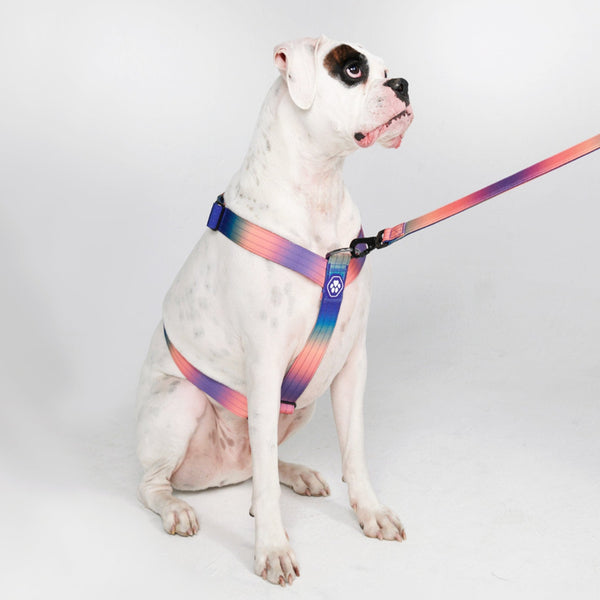 Comfort Dog Harness and Leash Set — CALIDOG
