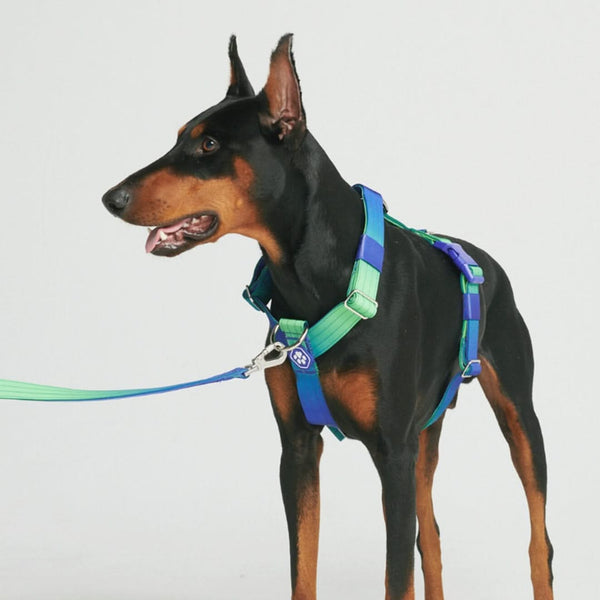 Control hotsell dog harness